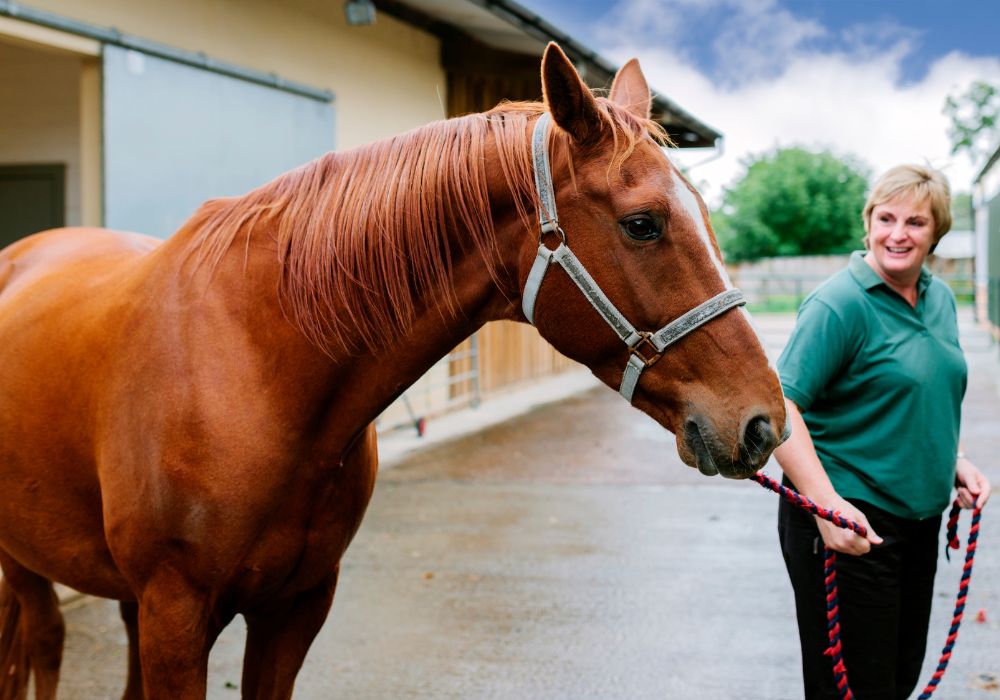 The Benefits of Equine Insurance