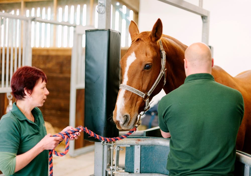 3 Top reasons Equine Claims are Denied by Insurance Carriers